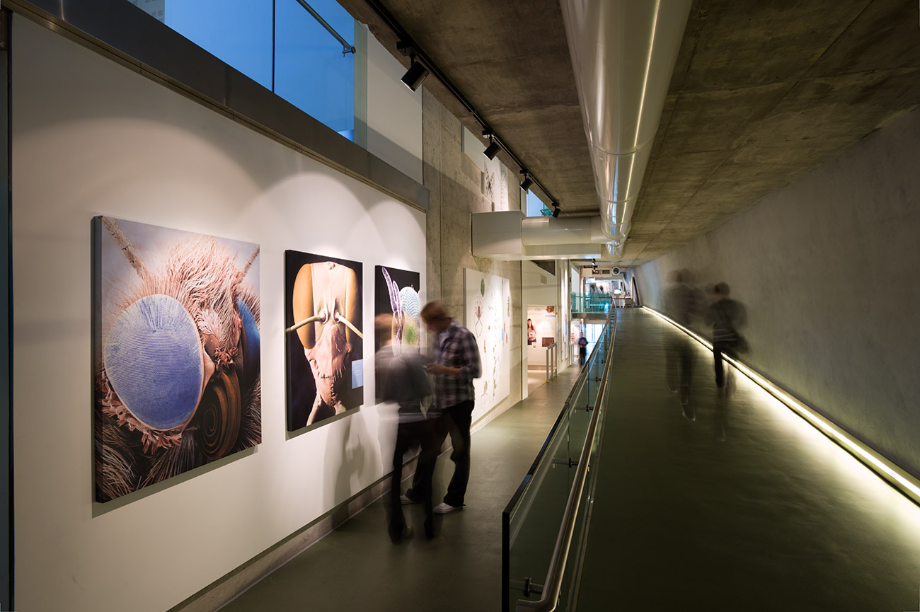 Darwin Centre, Natural History Museum, Sutton Vane Associates